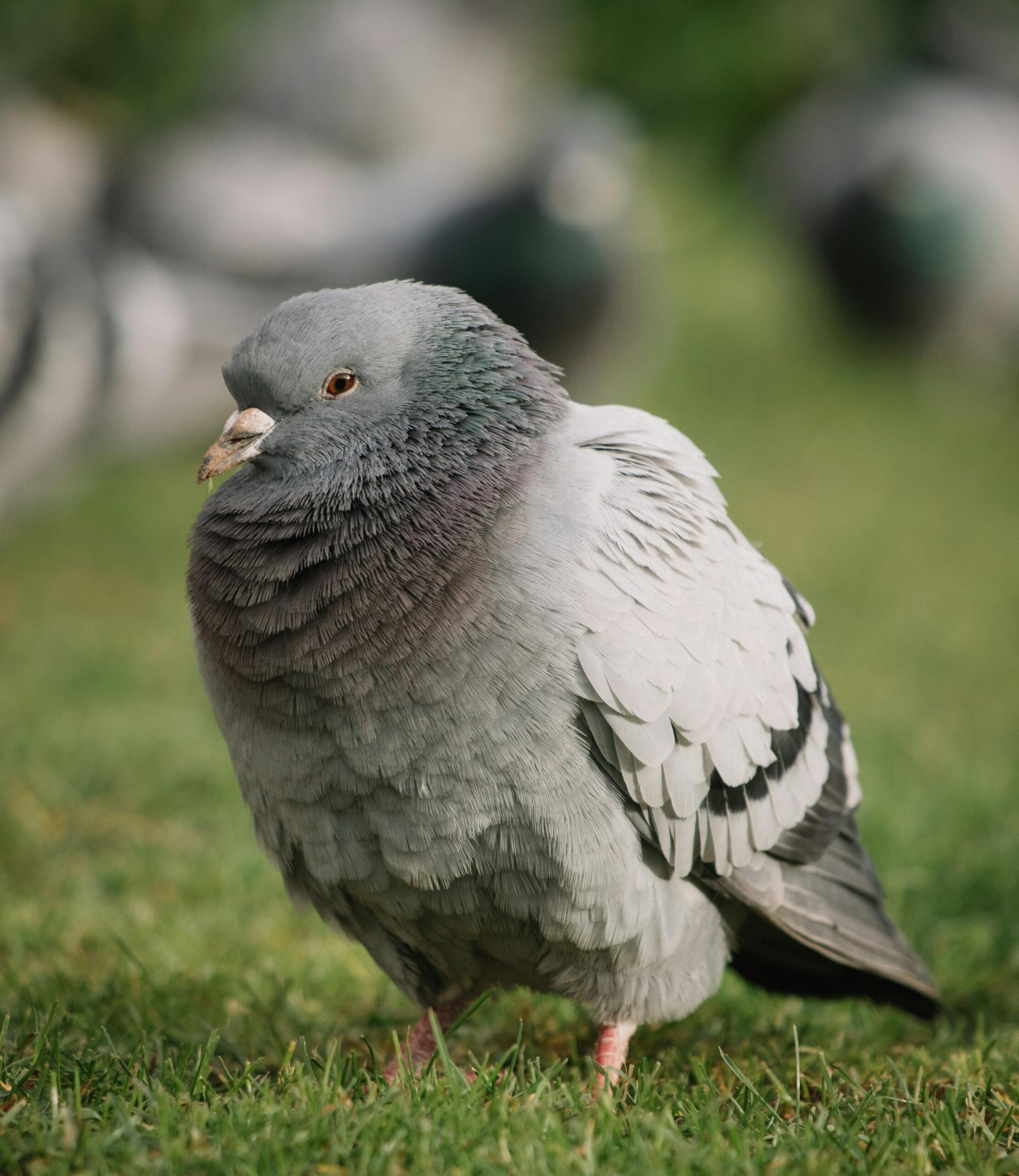Close-up of a rock pigeon perched on grass, showcasing its distinctive plumage.