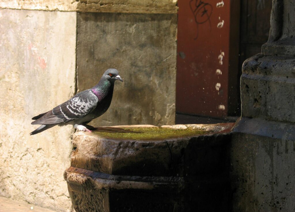 A pigeon perches on a weathered stone fountain with a rustic background.