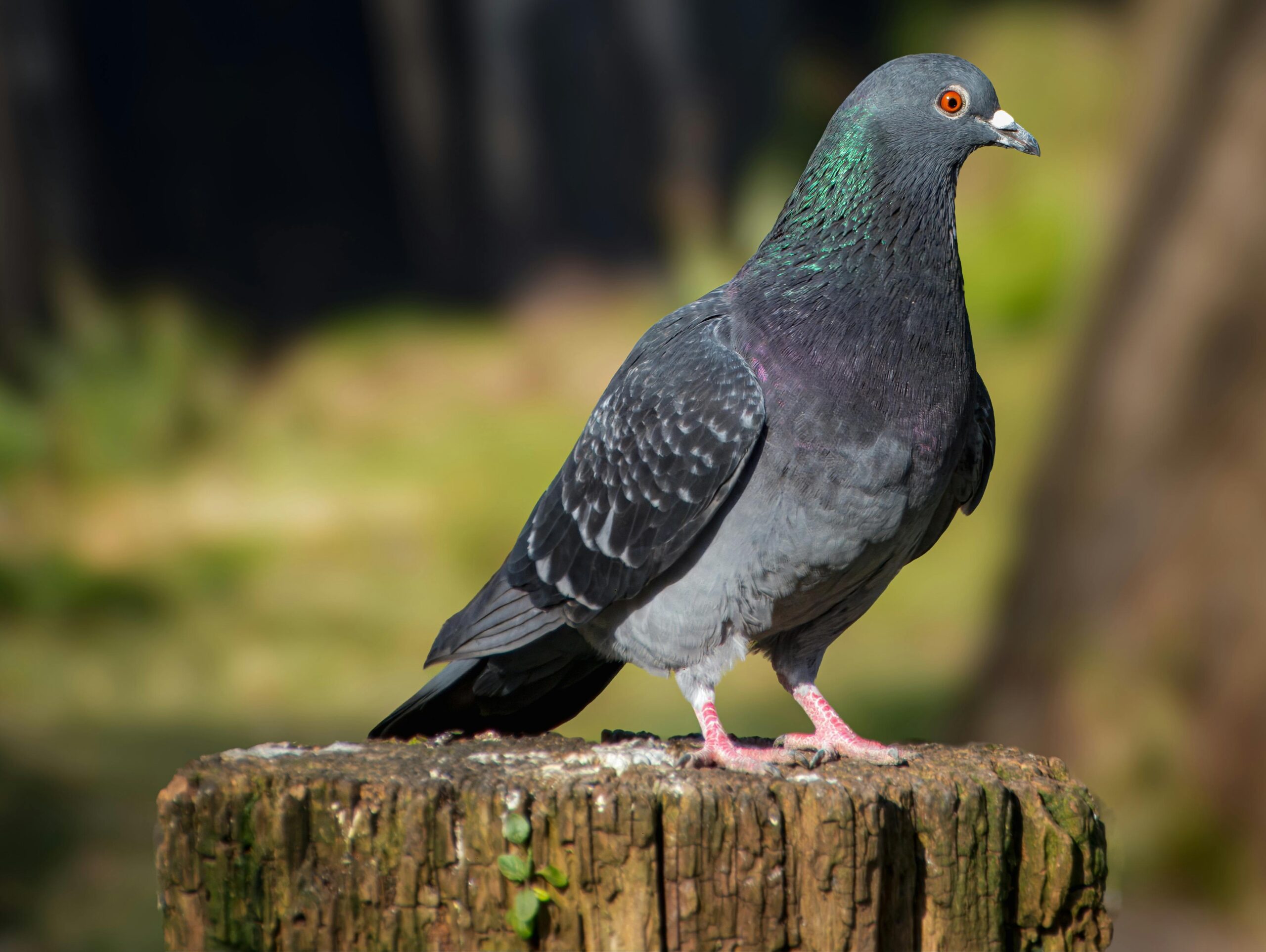 A detailed view of a pigeon standing on a tree stump in a natural setting.