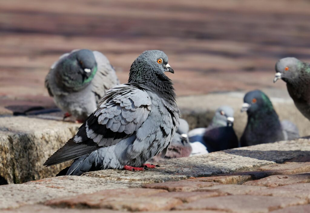 A group of pigeons gathered on stone pavement in a natural outdoor setting.